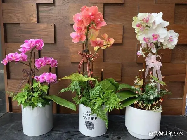 养殖种植蝴蝶兰技术与管理_蝴蝶兰种植养殖技术_养殖蝴蝶兰技术视频