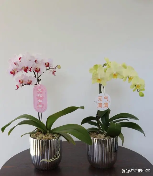 养殖种植蝴蝶兰技术与管理_养殖蝴蝶兰技术视频_蝴蝶兰种植养殖技术