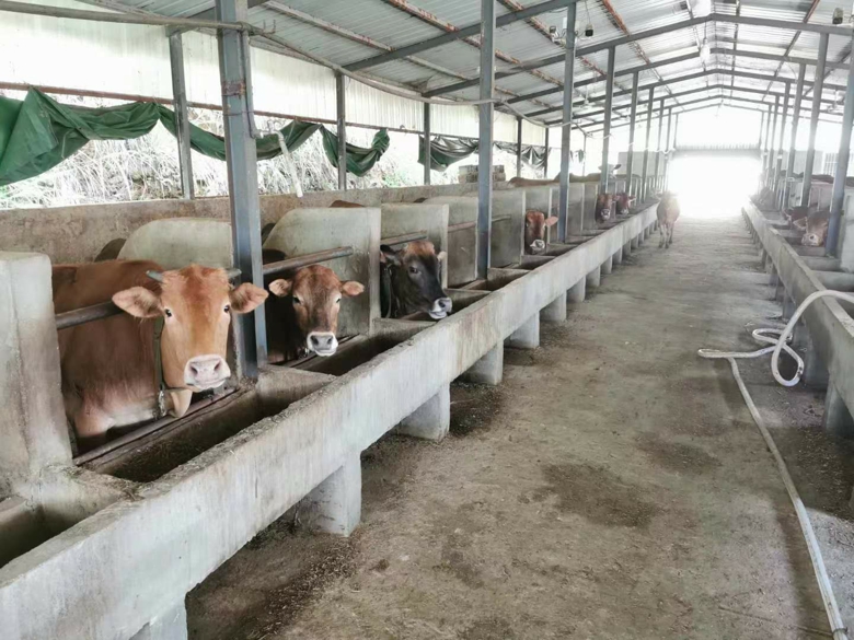 黄牛养殖技术培训_养殖黄牛赚钱吗_黄牛养殖培训 致富