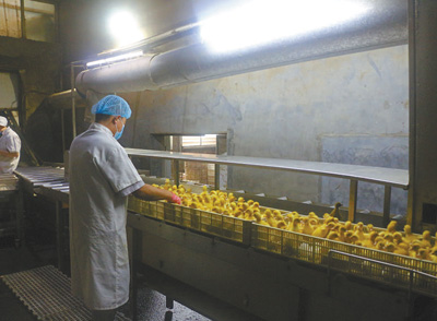 生态养殖致富行业_养殖业致富项目_致富养殖生态行业现状