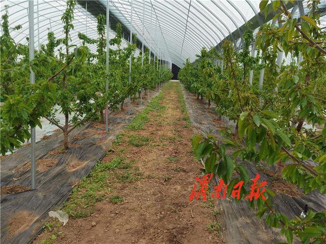 致富经大棚种车厘子_大棚种植车厘子_温室大棚种车厘子