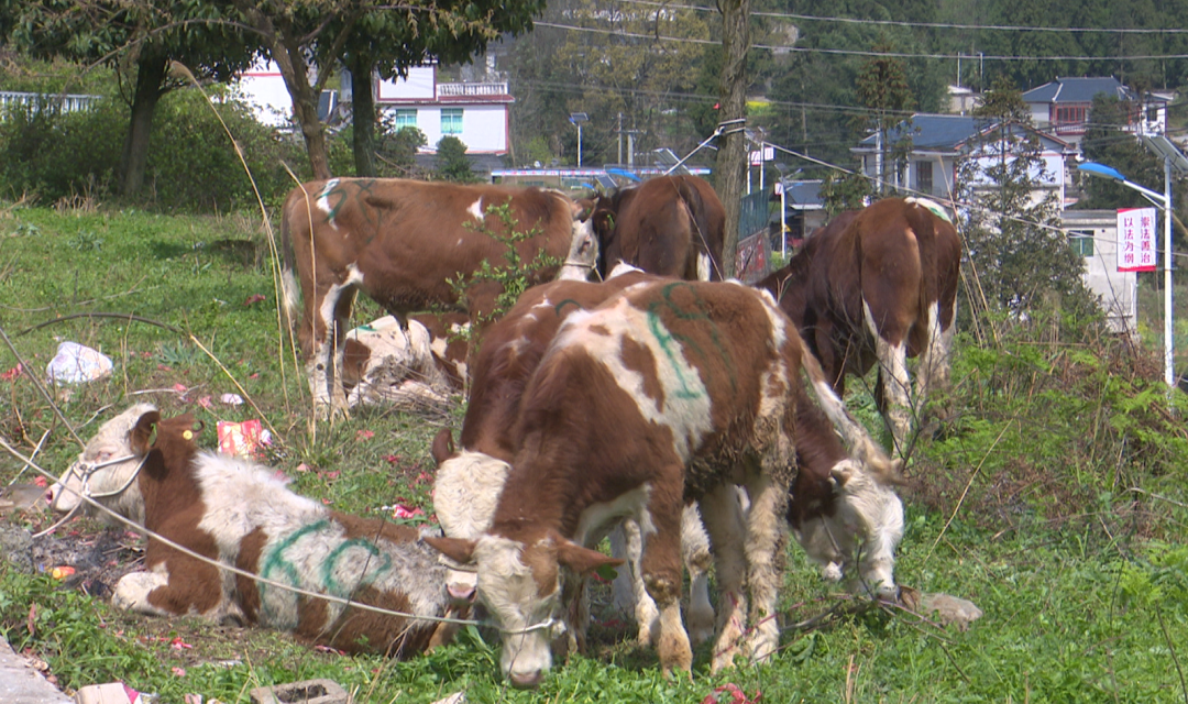 养殖肉牛赚钱吗_养殖肉食牛的利润_肉牛养殖增收致富