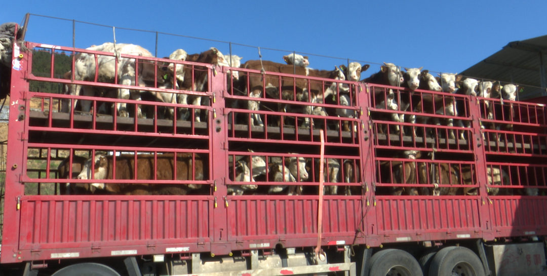 肉牛养殖增收致富_养殖肉牛赚钱吗_养殖肉食牛的利润