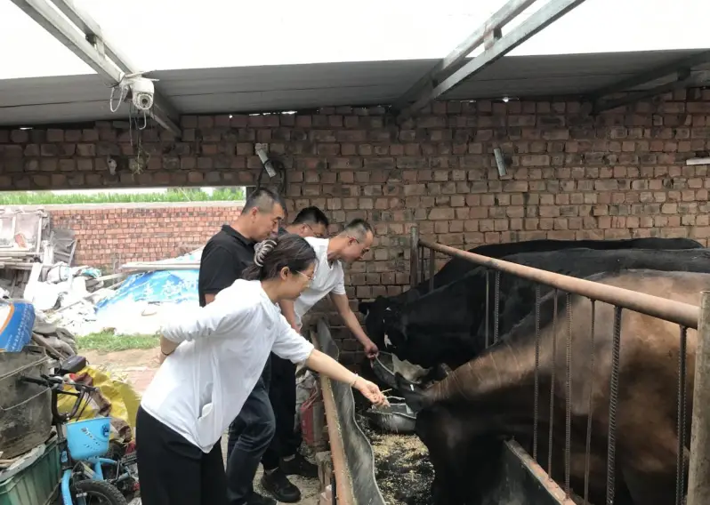 养殖肉食牛的利润_肉牛养殖增收致富_肉牛养殖致富经