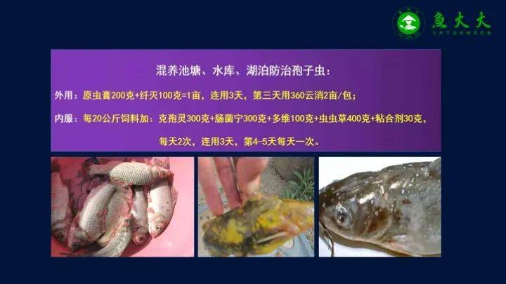 养殖叉尾的利润_叉尾的养殖技术_广东叉尾养殖技术