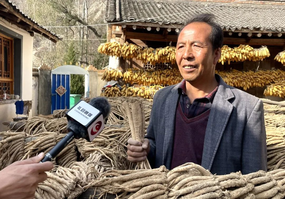 药材种植致富项目_药材种植业致富项目_致富 药材种植