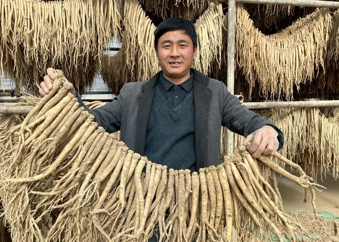 药材种植致富项目_药材种植业致富项目_致富 药材种植