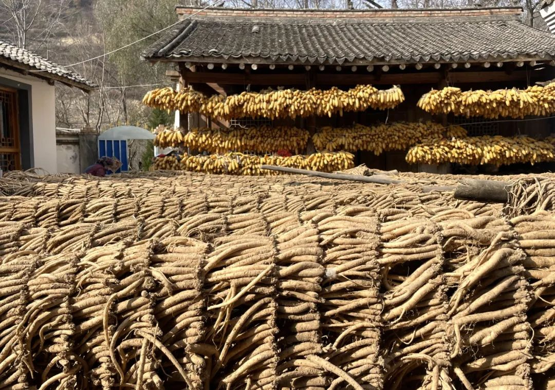 致富 药材种植_药材种植业致富项目_药材种植致富项目