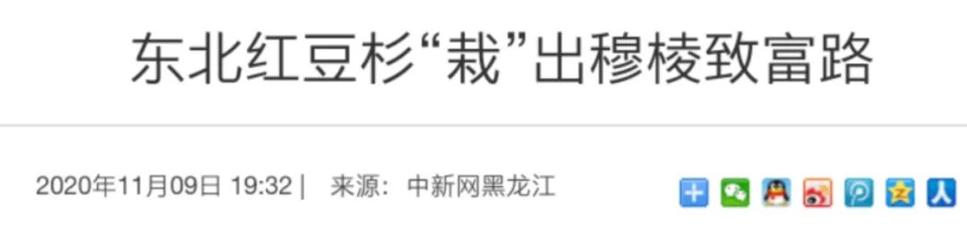 致富养猪_致富养猪场是真的吗_黑猪种植致富项目