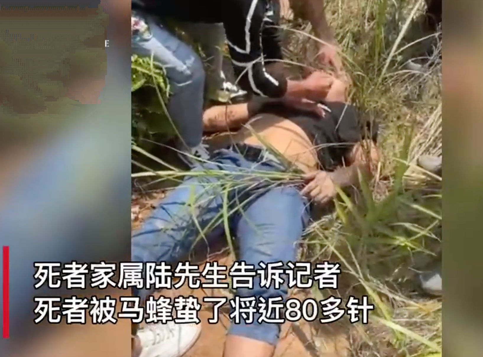 广西胡蜂养殖基地_广西胡蜂养殖技术培训_广西胡蜂养殖技术公开