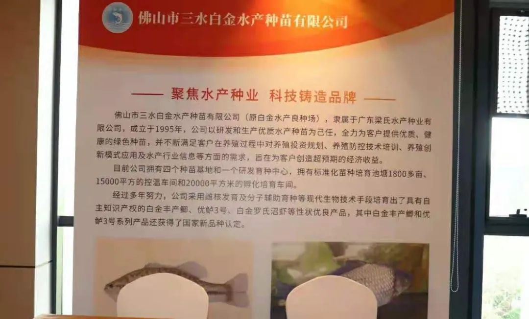 攀鲈鱼多少钱一斤2019_攀鲈鱼养殖全过程_致富经cctv7攀鲈鱼