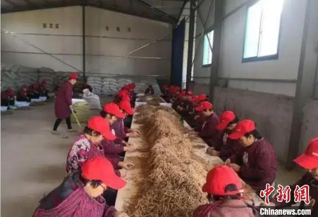 药材种植致富项目_致富 药材种植_致富药材种植基地在哪