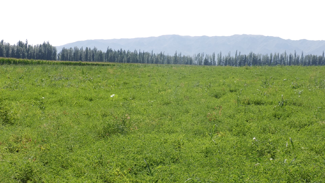 致富药材种植基地在哪_致富 药材种植_药材种植致富项目