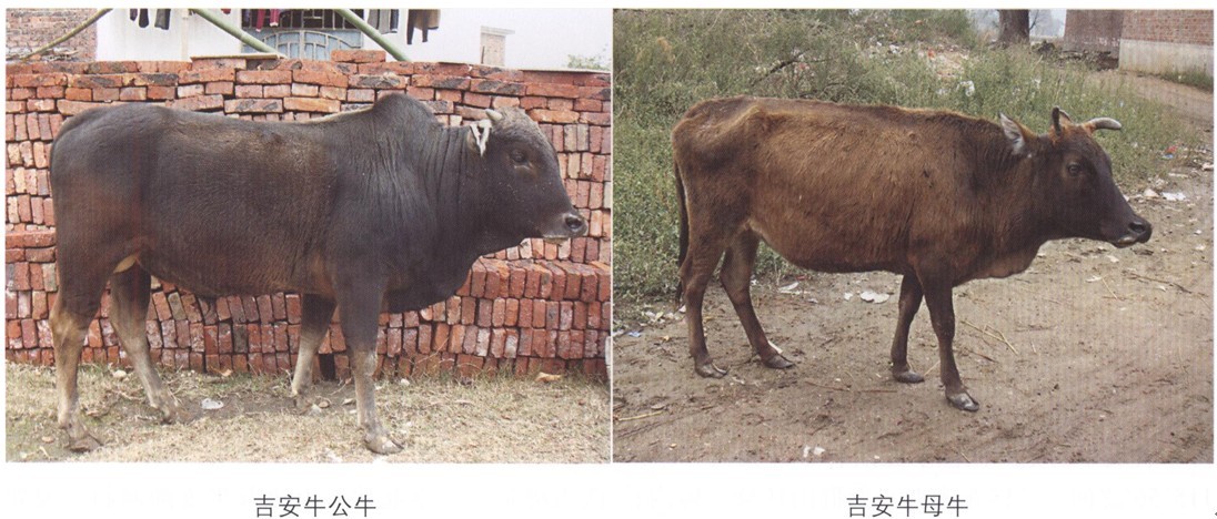 致富养牛创业视频_养牛视频致富经_致富经养殖牛视频