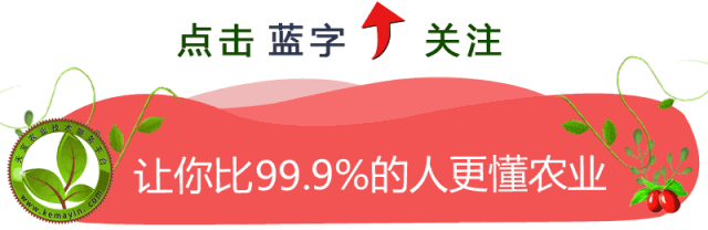 蓝霉种植管理技术_蓝霉种植枝术_蓝莓组织培养技术
