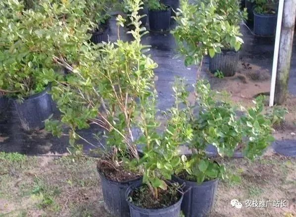 蓝莓组织培养技术_蓝霉种植枝术_蓝霉种植管理技术