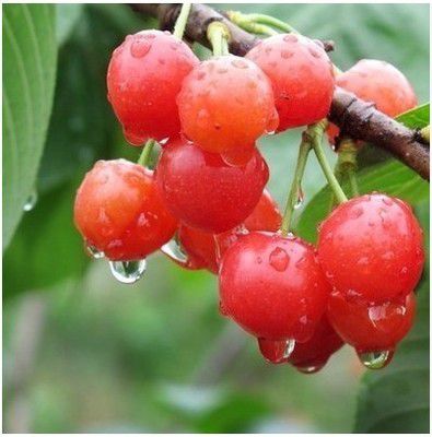柠檬种植家技术里面是什么_家里柠檬种植技术_柠檬种植技术及日常管理