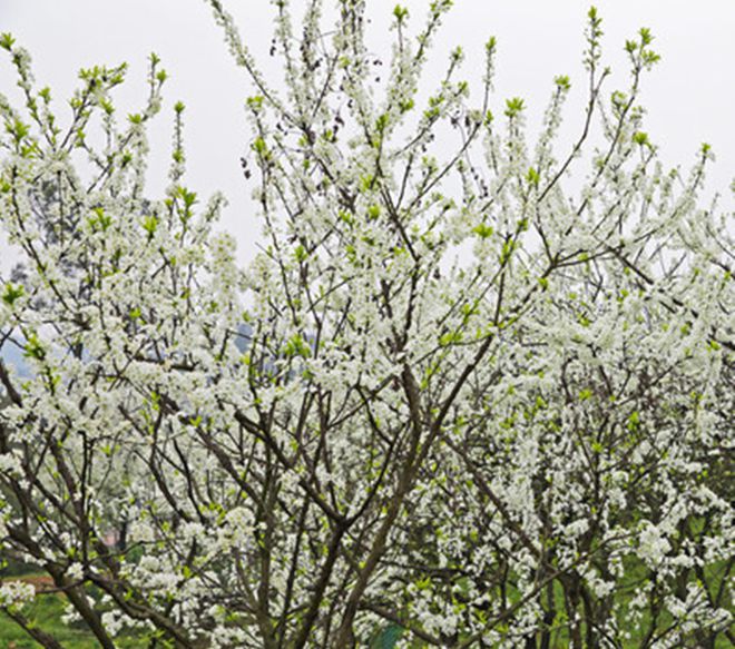 家里柠檬种植技术_柠檬种植家技术里面是什么_柠檬种植家技术里是什么