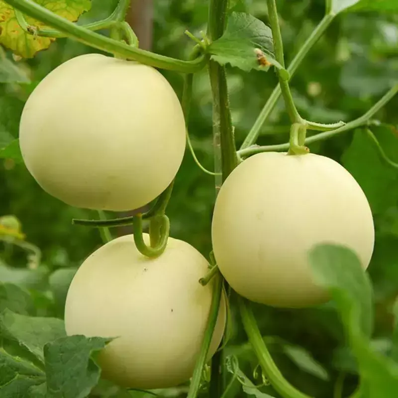 种植香瓜管理技术有哪些_种植香瓜要什么技术_香瓜种植技术与管理