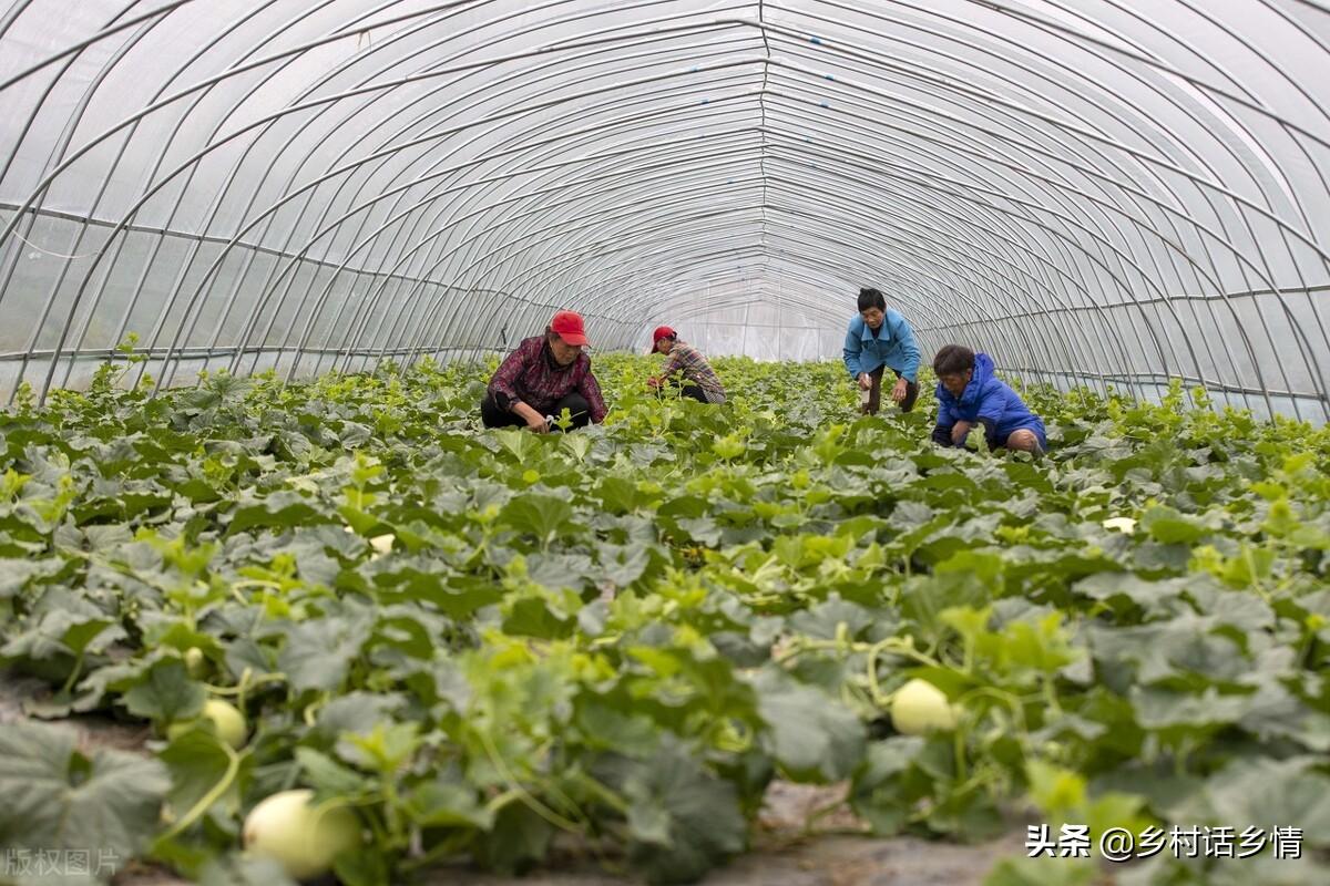 种植香瓜管理技术视频_香瓜种植技术与管理_种植香瓜要什么技术