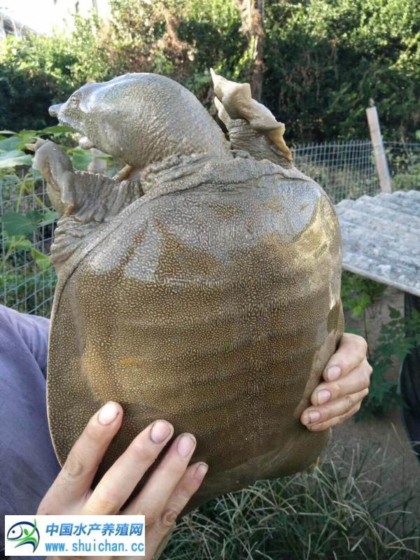 龙虾养殖技术指导视频_甲鱼小龙虾养殖技术大全_龙虾养殖技术大全视频教程