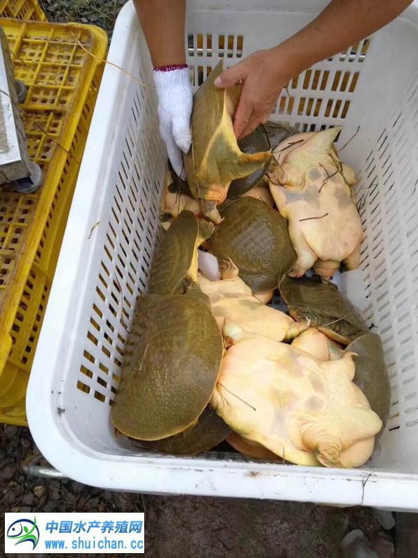 龙虾养殖技术大全视频教程_甲鱼小龙虾养殖技术大全_龙虾养殖技术指导视频