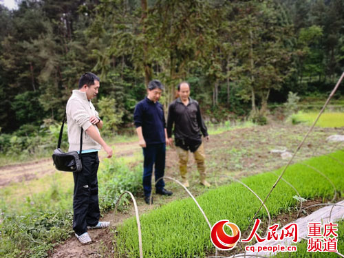 白鹅养殖致富视频_视频致富养殖白鹅怎么做_养殖大白鹅的视频