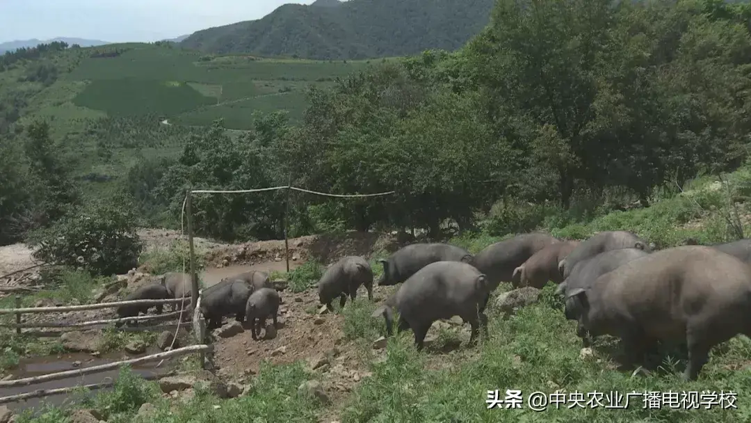 农广致富经_致富经农广天地_农广天地致富经视平