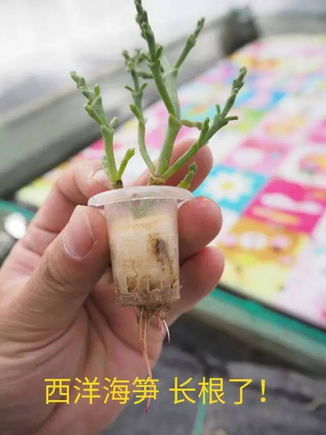 海洋种植技术_海洋种田_海洋种植致富方法