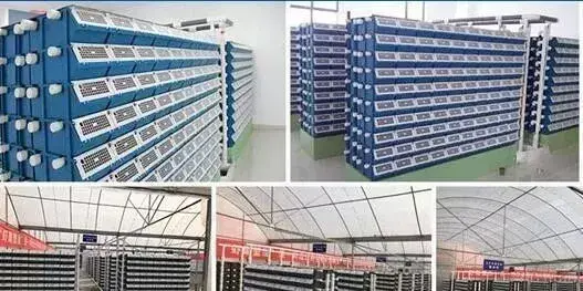 龙虾养殖_龙虾养殖视频大全视频_甲鱼小龙虾养殖技术大全