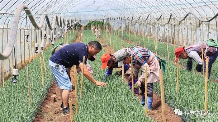 康乃馨的种植技术_康乃馨种植法_康乃馨种植致富