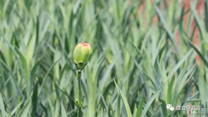 康乃馨的种植技术_康乃馨种植法_康乃馨种植致富