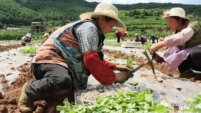 康乃馨种植法_康乃馨种植致富_康乃馨的种植技术