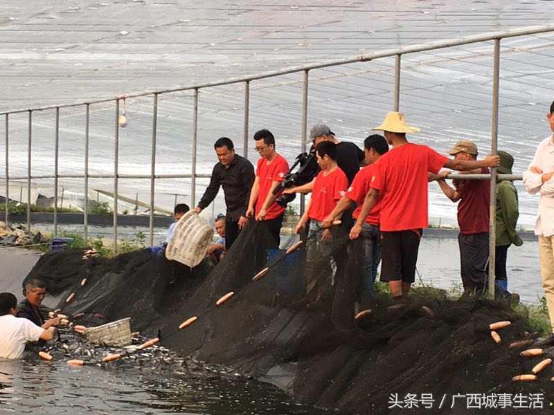 中央致富直播台绞股蓝视频_致富经绞股蓝_中央7台致富经绞股蓝直播