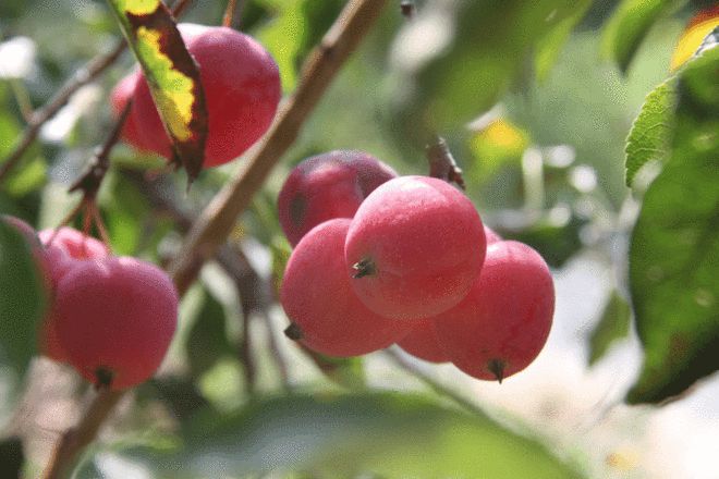 庭院种植收益_致富果庭院种植_致富庭院种植果树视频
