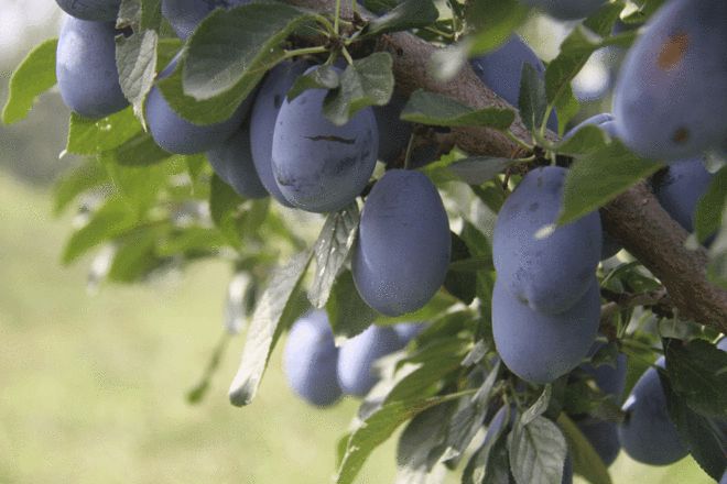 致富庭院种植果树视频_致富果庭院种植_庭院种植收益