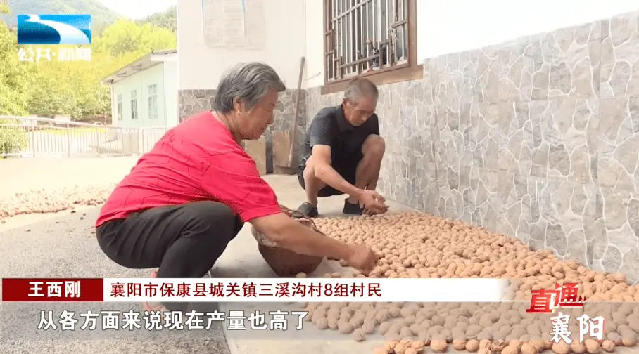 庭院种植收益_庭院种植水果_致富果庭院种植