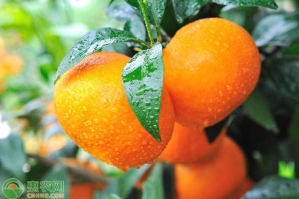 橘子种植技术_橘子种植技术视频教程_橘子种植技术和技巧