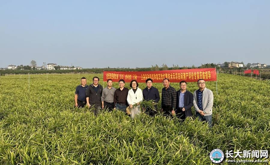 丝瓜种植园_特色丝瓜种植歺厅致富经_种植丝瓜技术要点