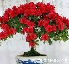 杜鹃养殖盆景剪枝技术视频_杜鹃养殖盆景剪枝技术要点_杜鹃盆景养殖剪枝技术