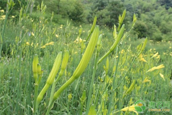 致富经种植黄花_致富黄花种植视频_黄花种植效益
