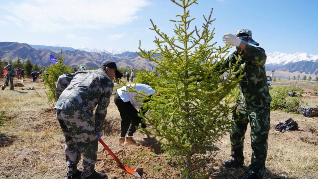 云杉树种植技术要求_种云杉树的注意事项_种植树云杉技术要求有哪些