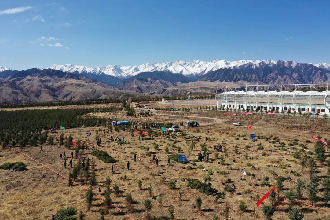 种植树云杉技术要求有哪些_种云杉树的注意事项_云杉树种植技术要求