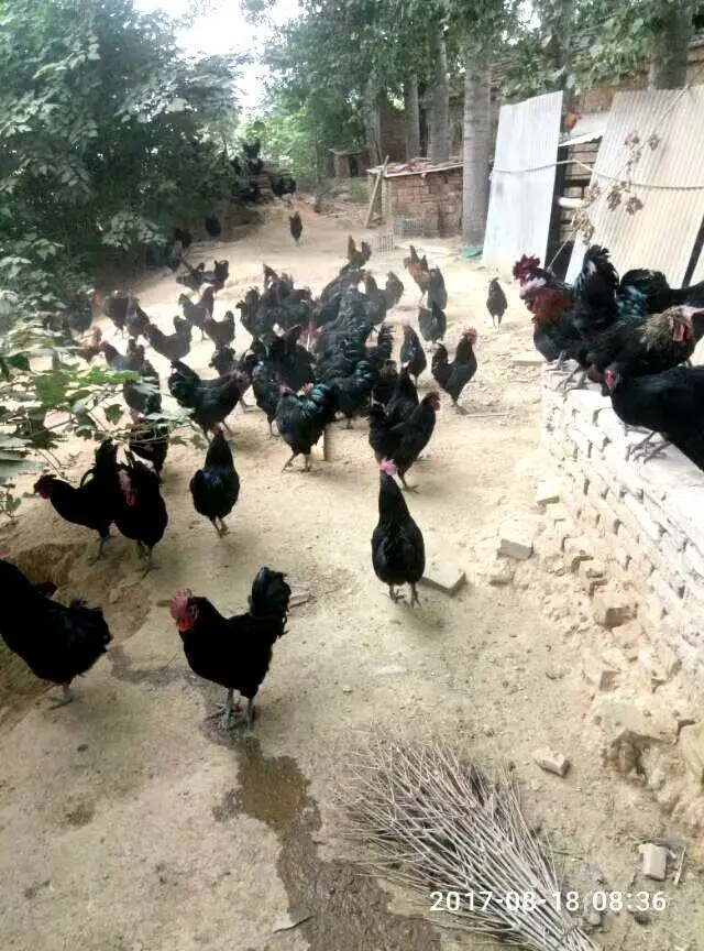 黑鸡的养殖技术_养鸡黑历史_养黑鸡致富经
