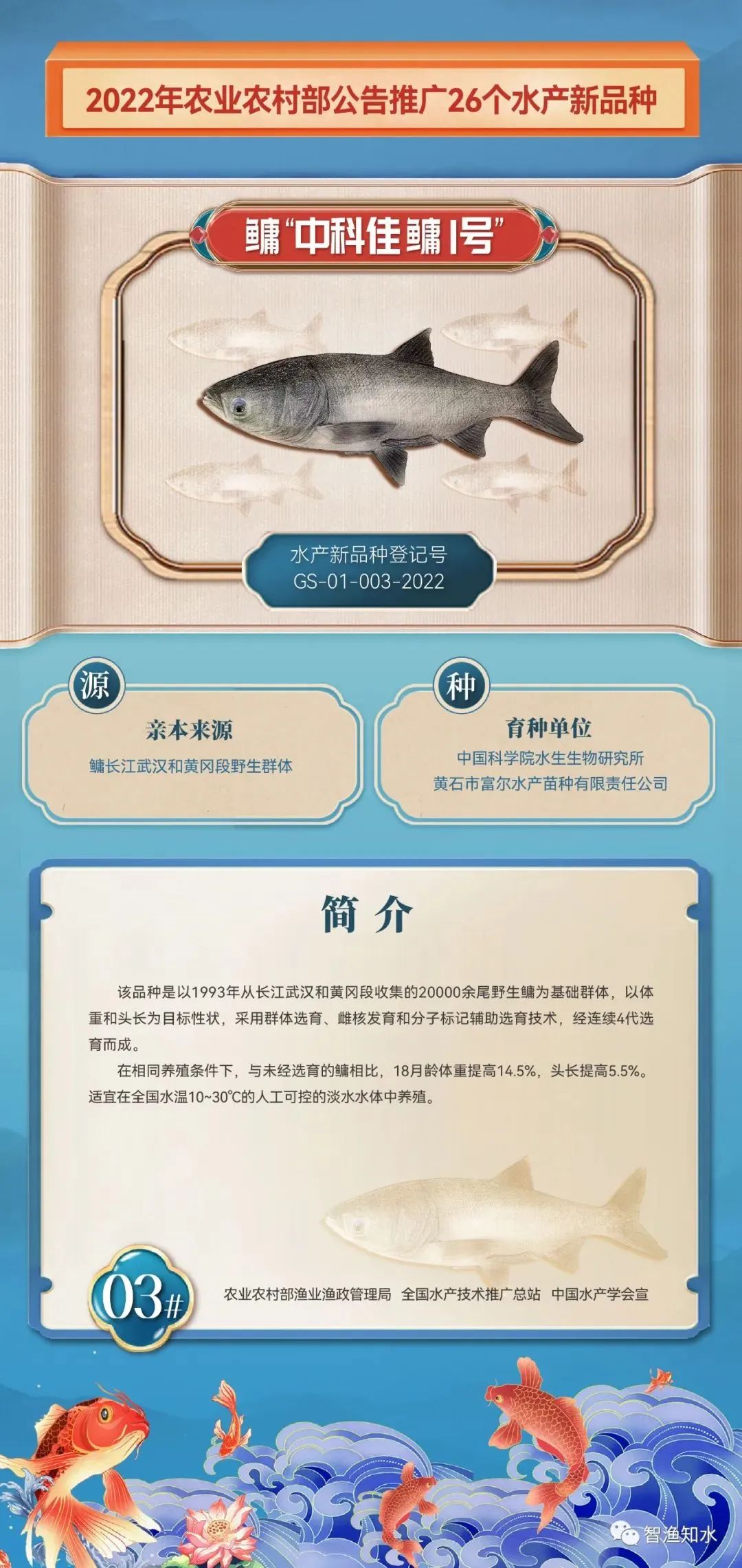 养殖山东罗非鱼技术规程_山东罗非鱼养殖技术_山东罗非鱼养殖基地