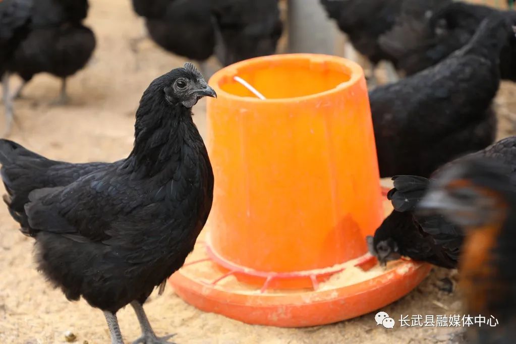 致富经黑乌骨鸡_乌骨黑鸡的功效与作用_黑色乌骨鸡