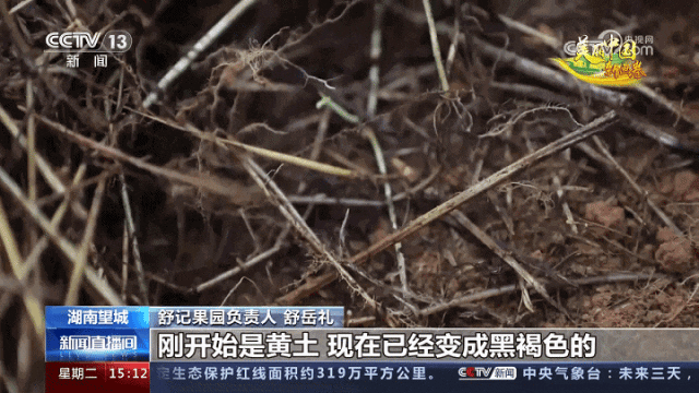 庭院种植果树_致富果庭院种植_庭院种植水果