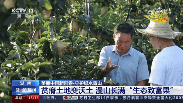 庭院种植水果_庭院种植果树_致富果庭院种植