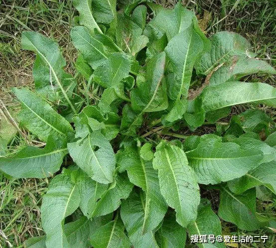 野菜越来越受欢迎，种植需要注意这几点