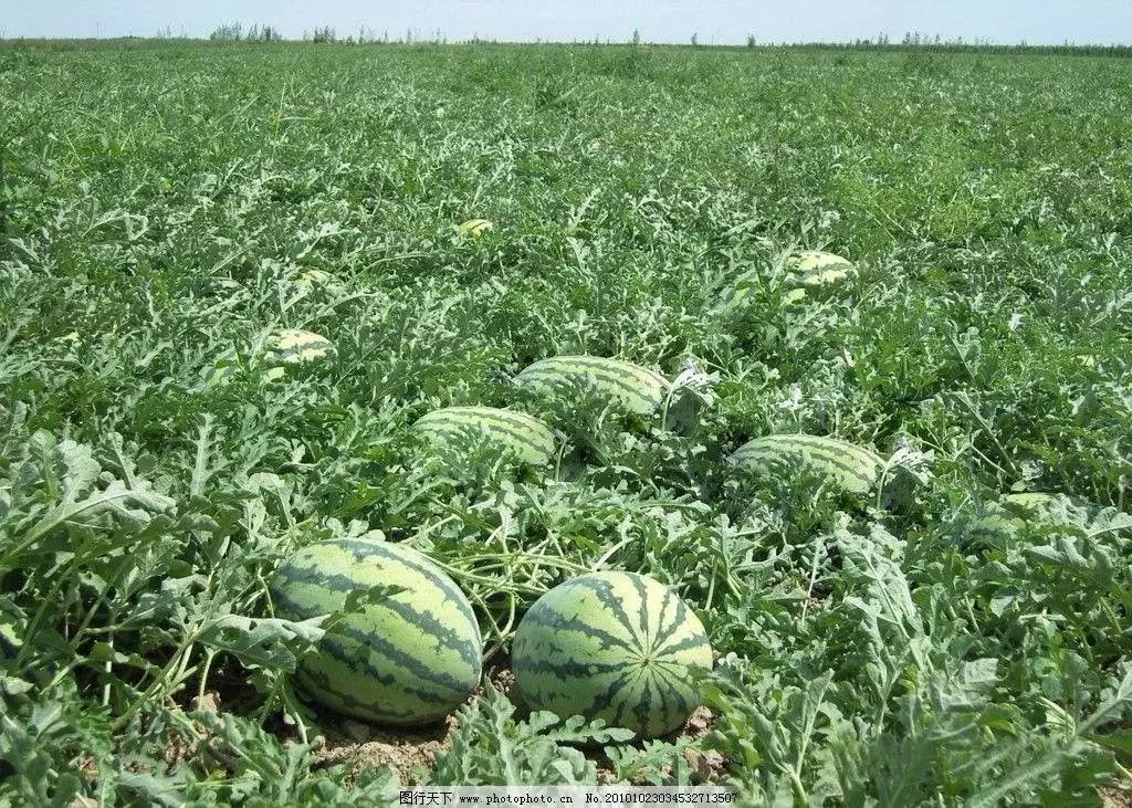 四川露地西瓜种植技术_西瓜种植四川露地技术要求_西瓜种植四川露地技术与管理